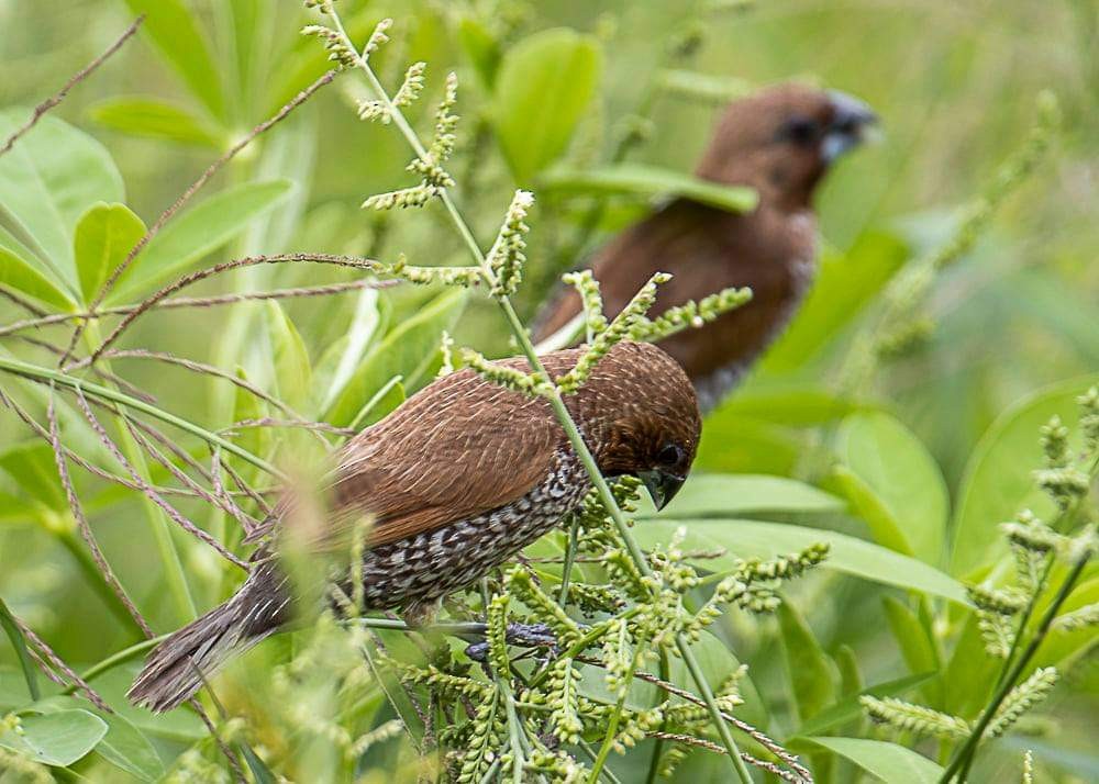 Scaly-breasted Munia - ML264390441