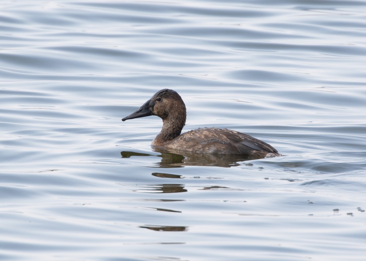 Canvasback - ML264393841