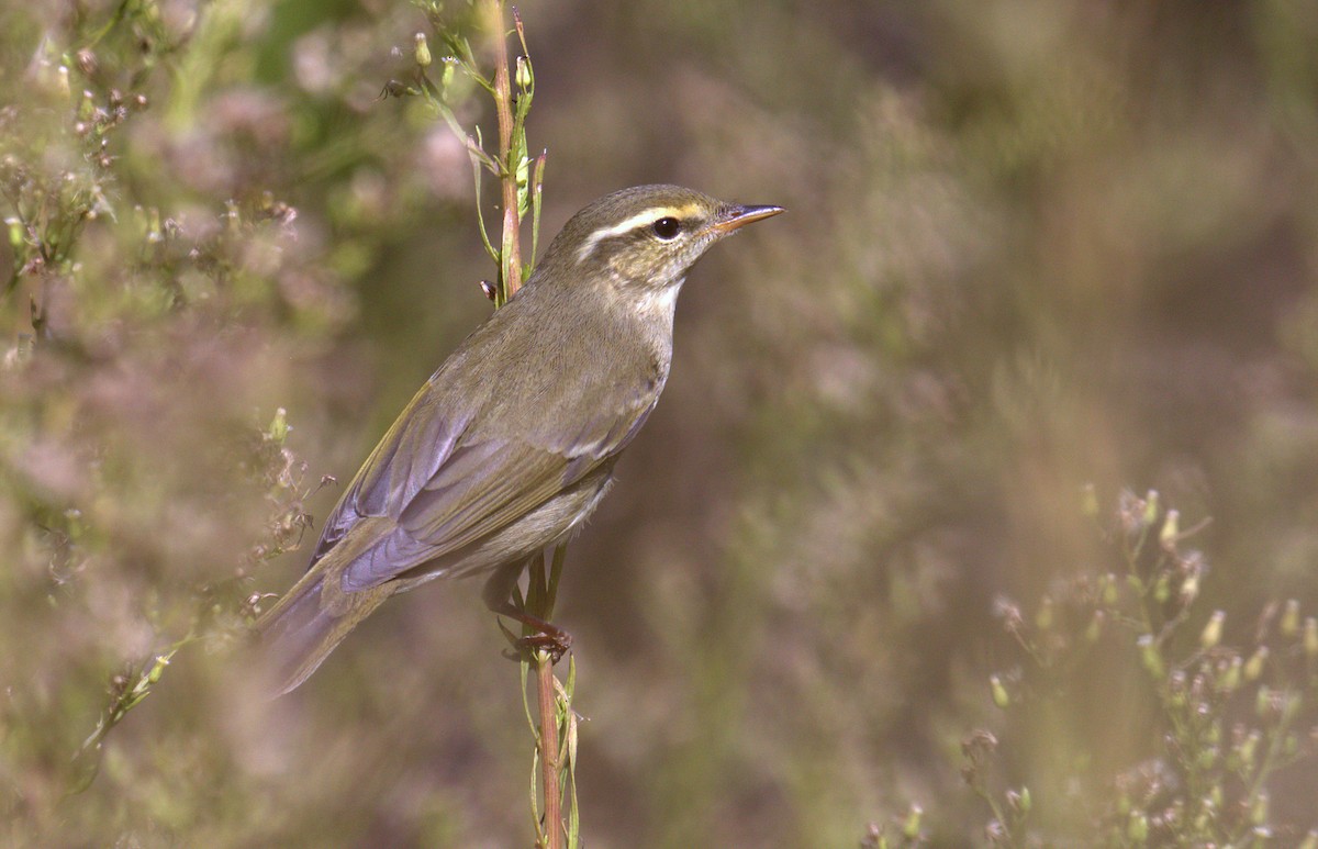 Mosquitero Boreal/de Kamtchatka - ML264394491