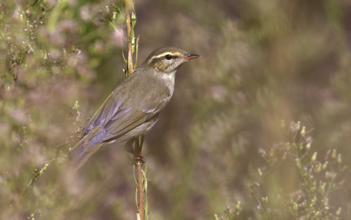 Arctic/Kamchatka Leaf Warbler - ML264394721