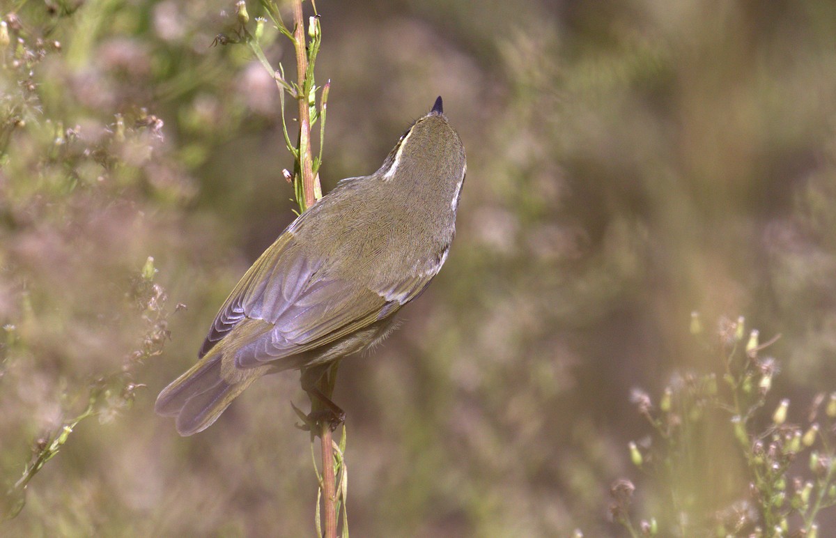 Arctic/Kamchatka Leaf Warbler - ML264395021