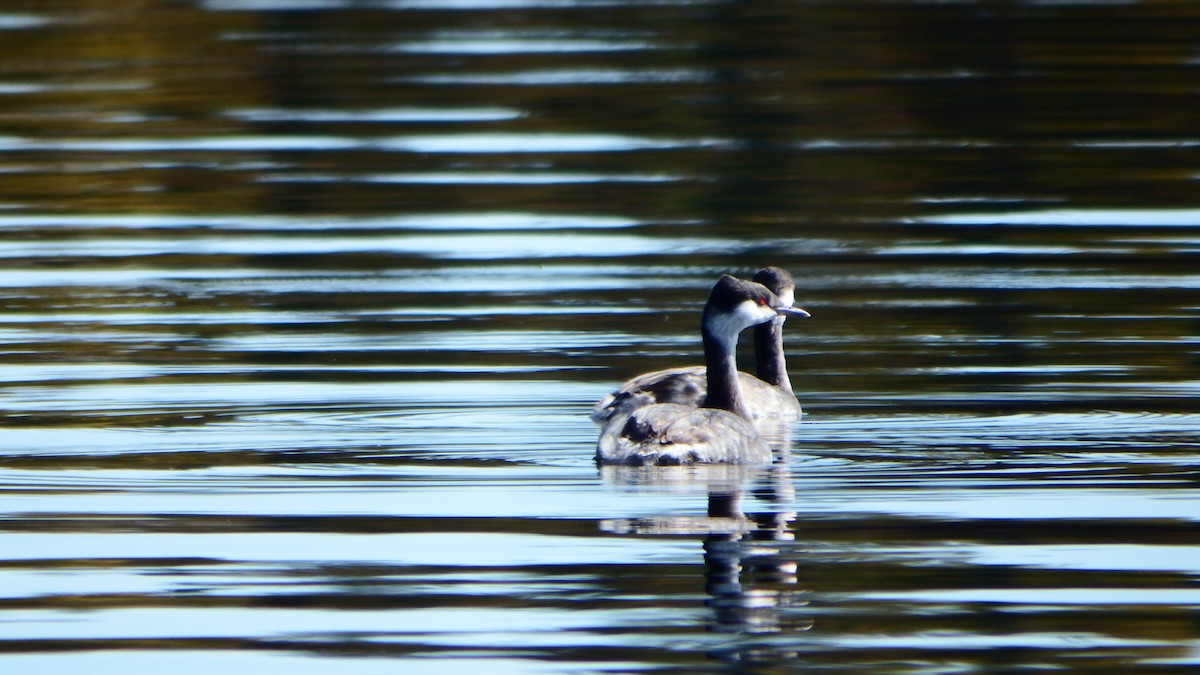 Horned Grebe - Aaron Ludwig