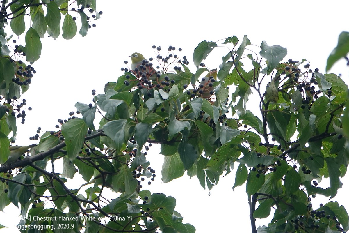 Chestnut-flanked White-eye - ML264395091