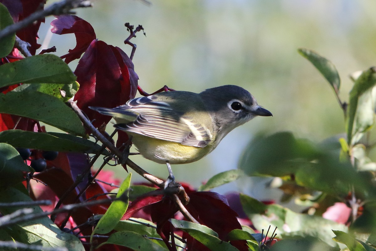 Blue-headed Vireo - Gang Wu