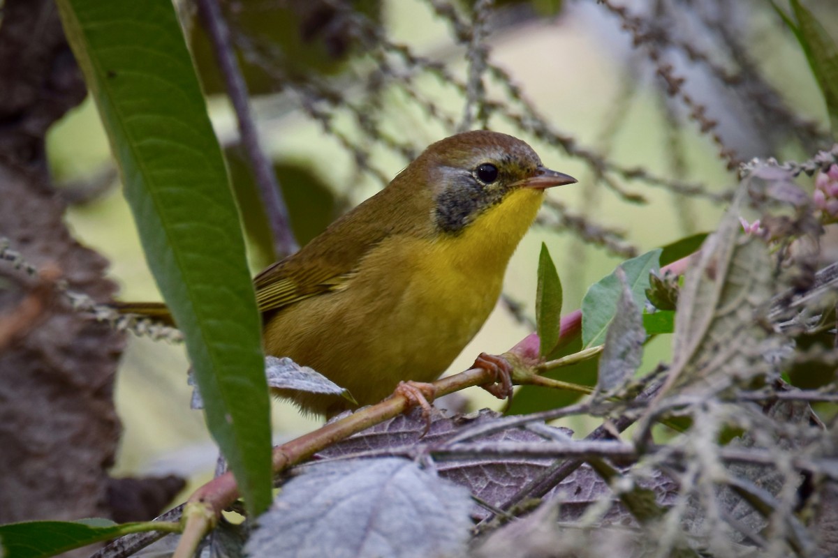 Common Yellowthroat - ML264398711