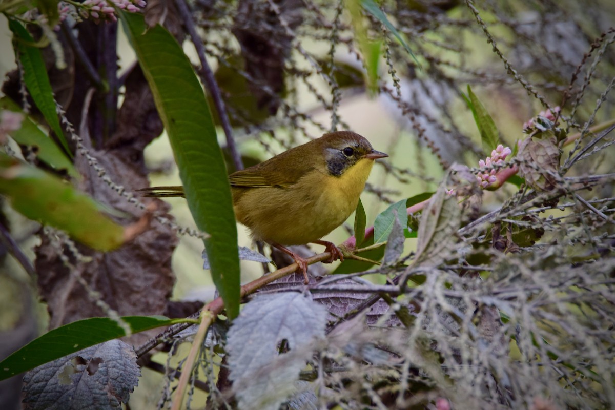 Common Yellowthroat - ML264398781