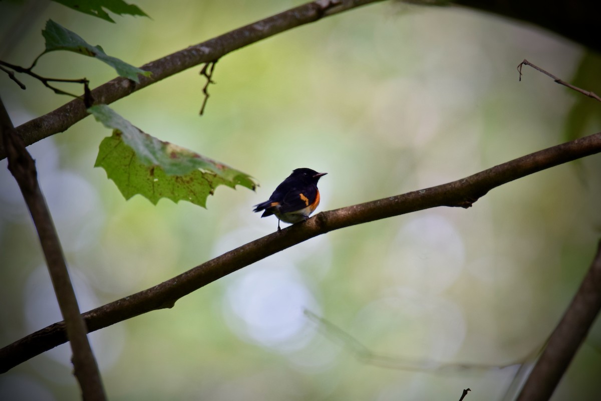 American Redstart - ML264398861