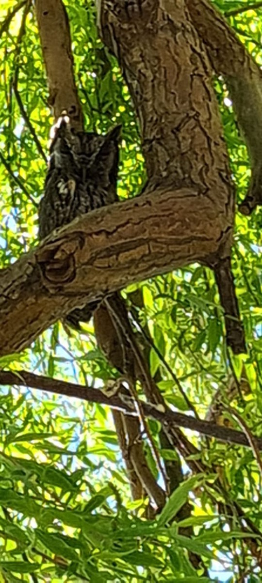 Tropical Screech-Owl - Maria Jose  Huc