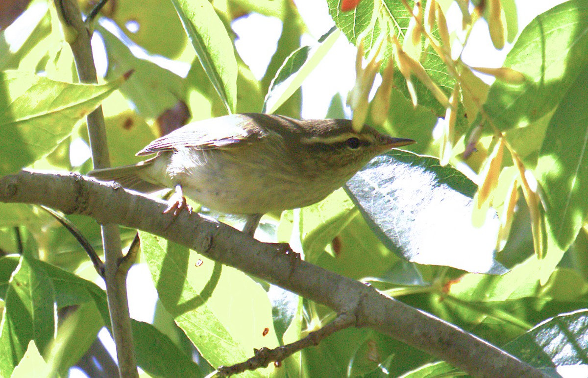 Arctic/Kamchatka Leaf Warbler - Curtis Marantz