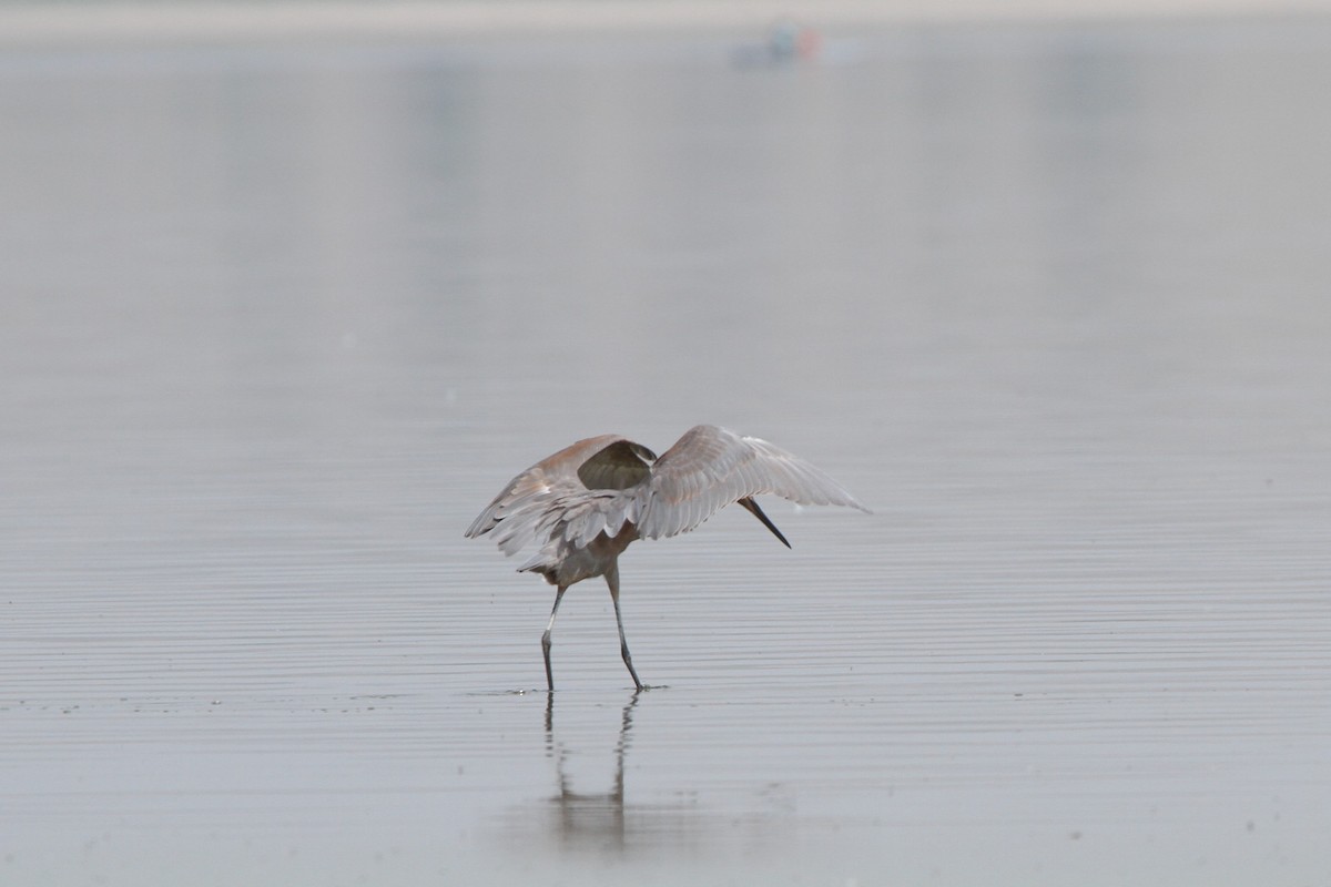 Reddish Egret - ML264400051