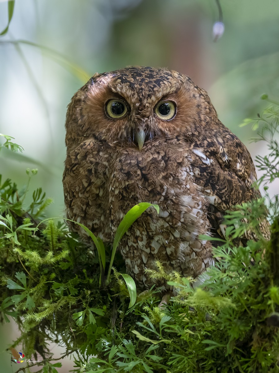 Bare-shanked Screech-Owl - ML264402081