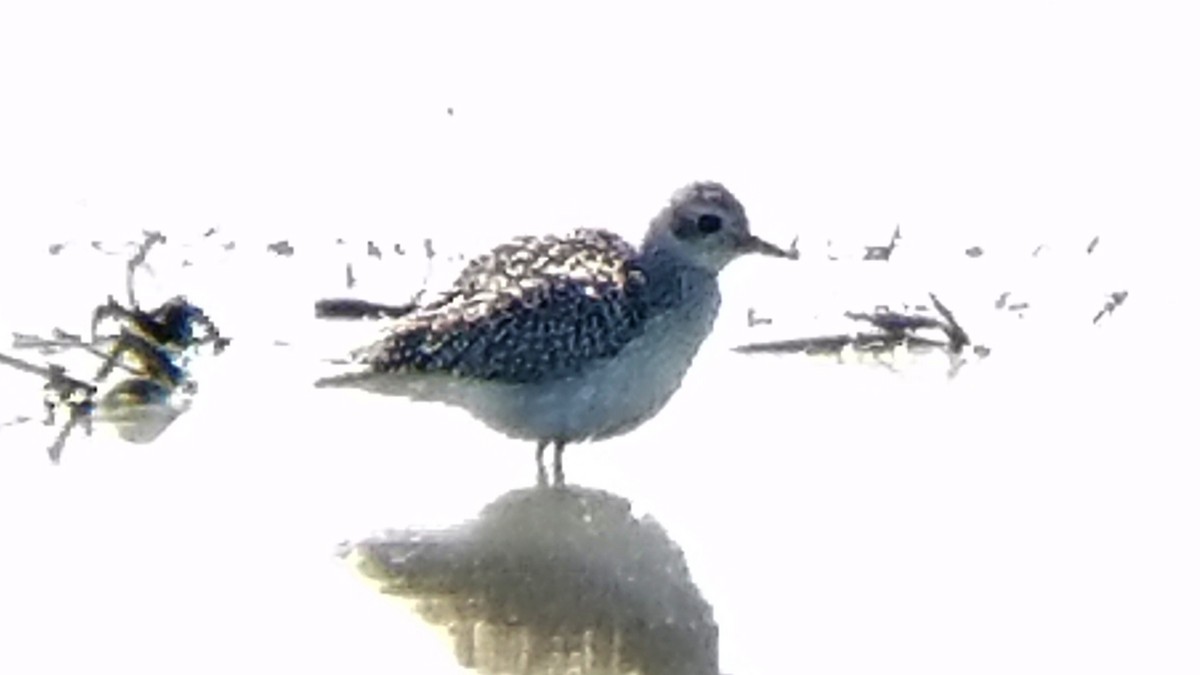 Black-bellied Plover - ML264406991