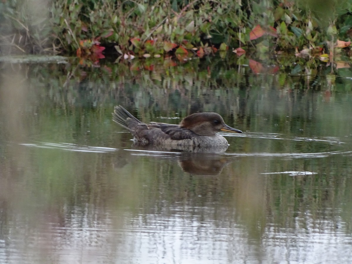 Hooded Merganser - Bob Brown