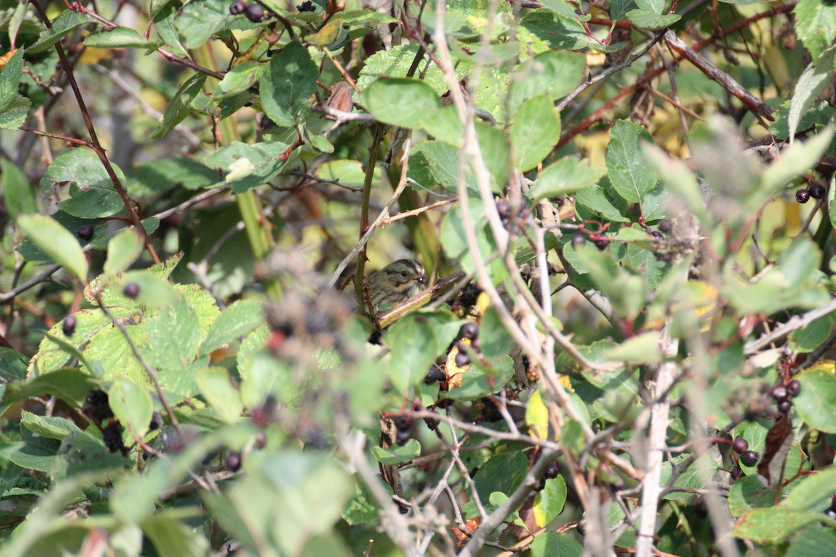 Lincoln's Sparrow - ML264408711