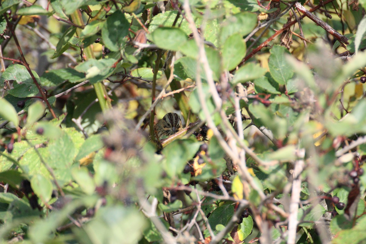 Lincoln's Sparrow - ML264408721