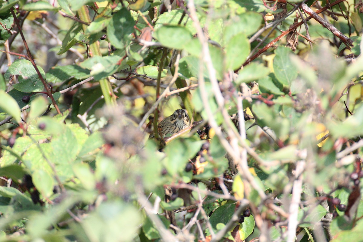 Lincoln's Sparrow - ML264408741