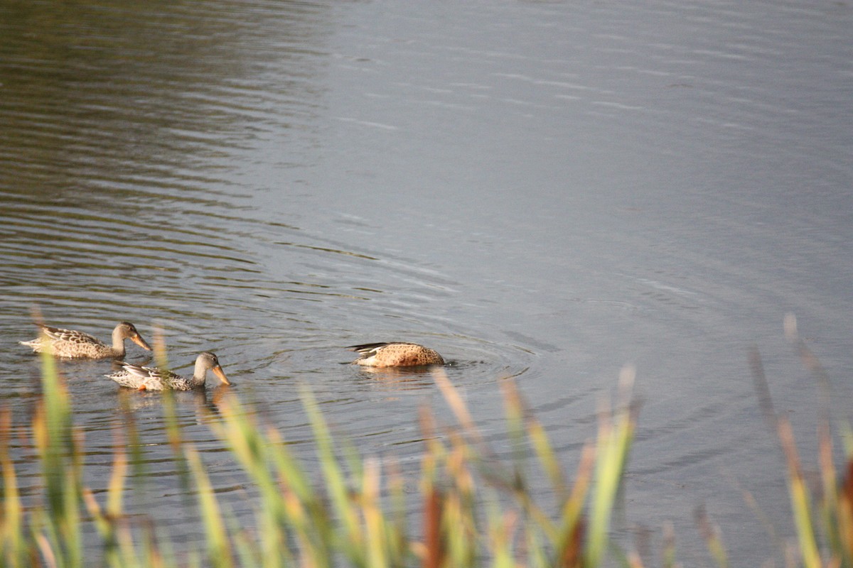 Northern Shoveler - ML264409391