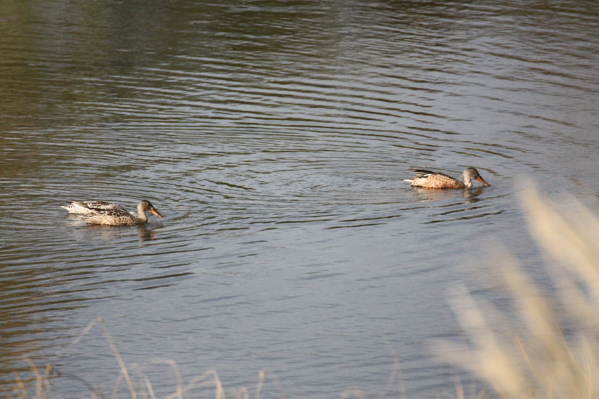Northern Shoveler - ML264409401