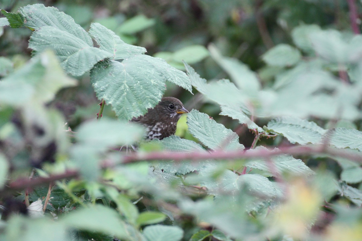 Fox Sparrow - ML264409601