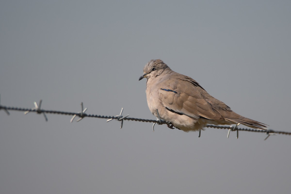 Picui Ground Dove - Pablo Re