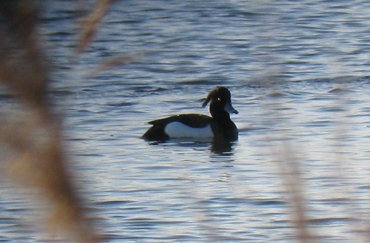 Tufted Duck - Jeff Culler