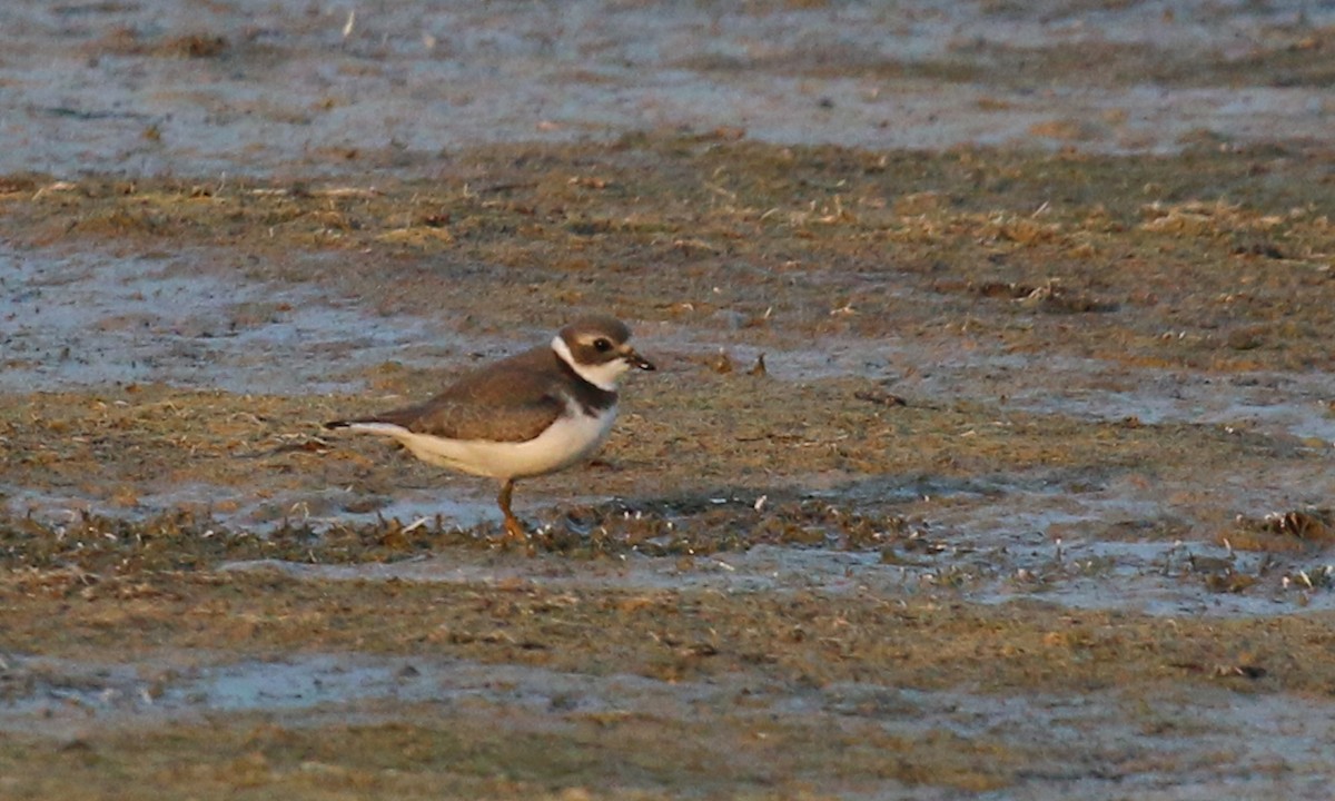 Semipalmated Plover - ML264411551