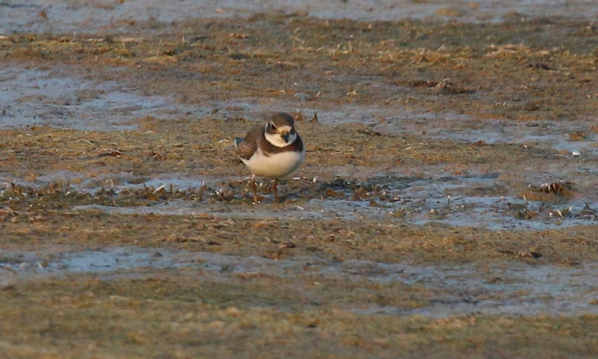 Semipalmated Plover - ML264411561