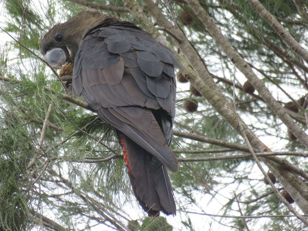 brunkakadu - ML264413641
