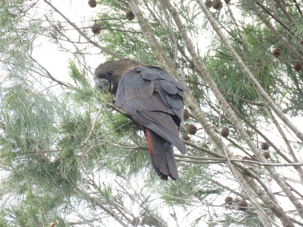 brunkakadu - ML264413711