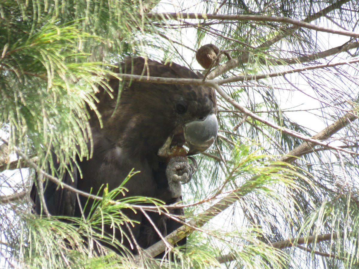 brunkakadu - ML264413971