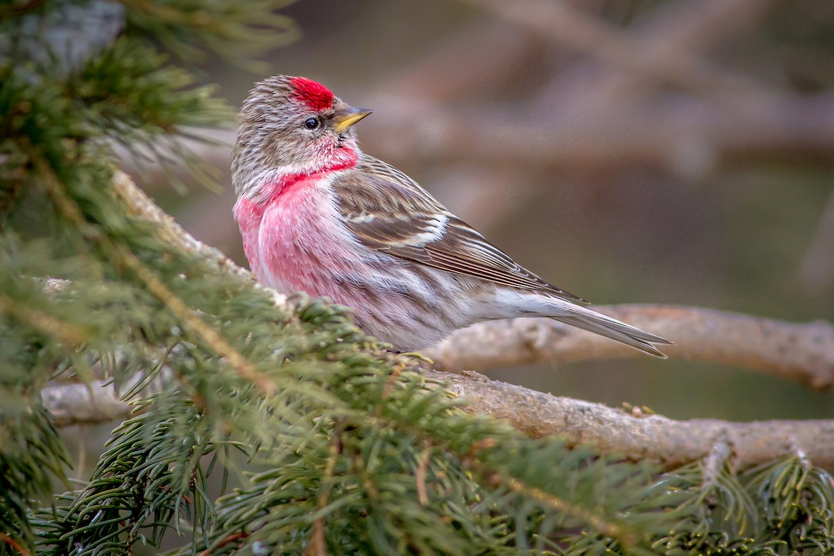 Common Redpoll - ML26441431