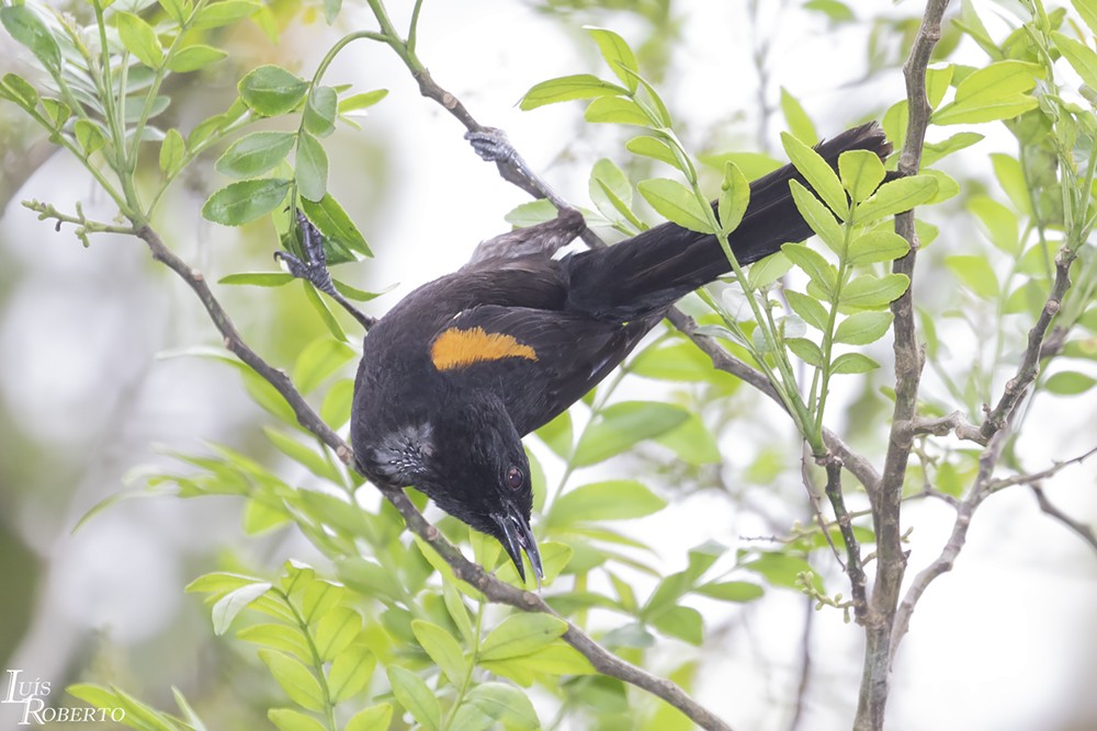 Variable Oriole - ML264414431