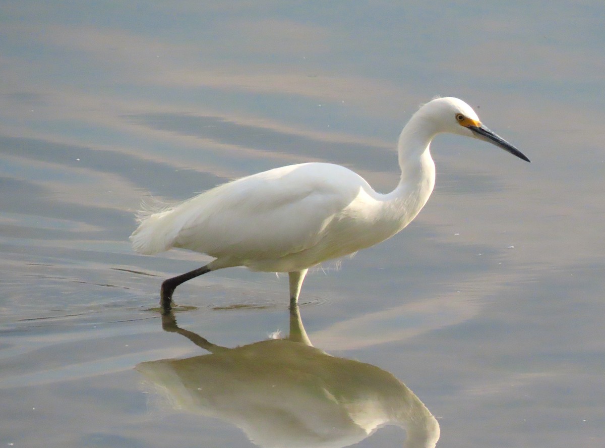 Snowy Egret - ML264415731