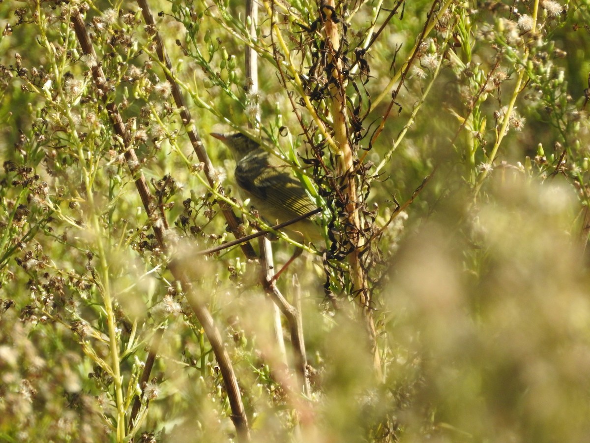 Arctic/Kamchatka Leaf Warbler - ML264415821