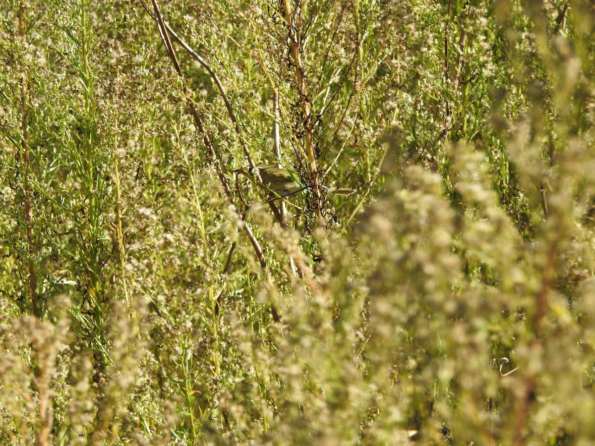 Arctic/Kamchatka Leaf Warbler - Ariel Gonzalez