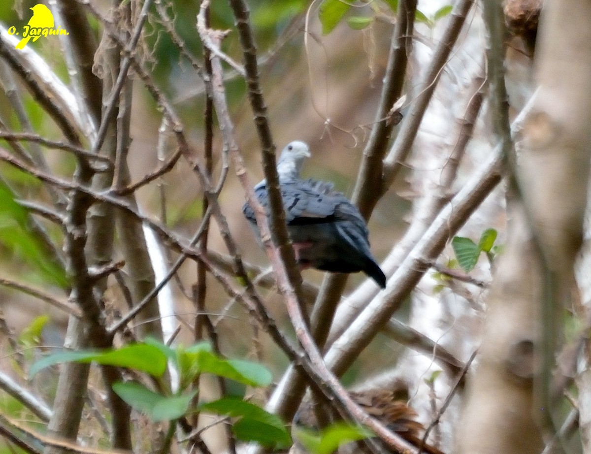 Blue Ground Dove - ML26441661