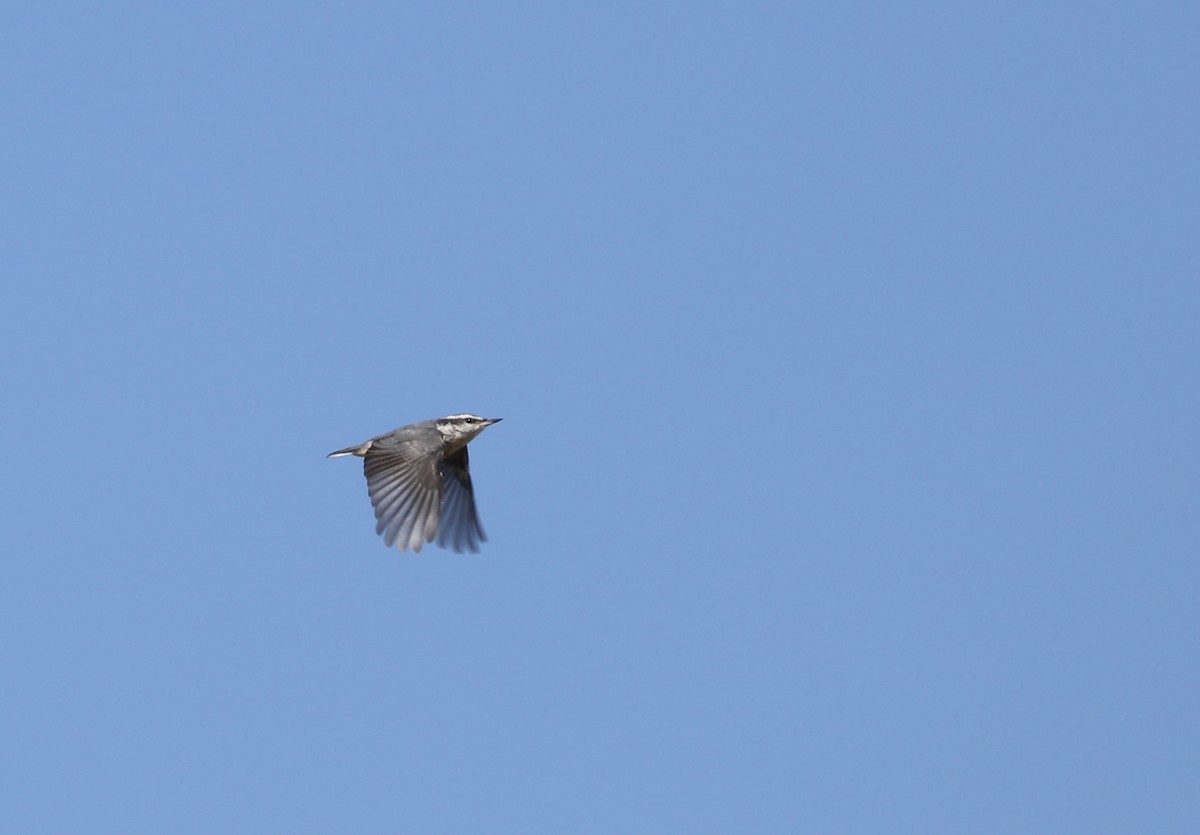 Red-breasted Nuthatch - ML264416671