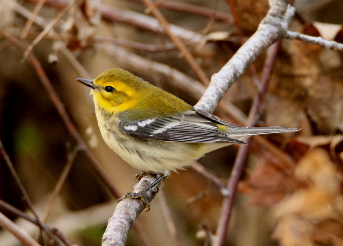 Black-throated Green Warbler - ML264416681