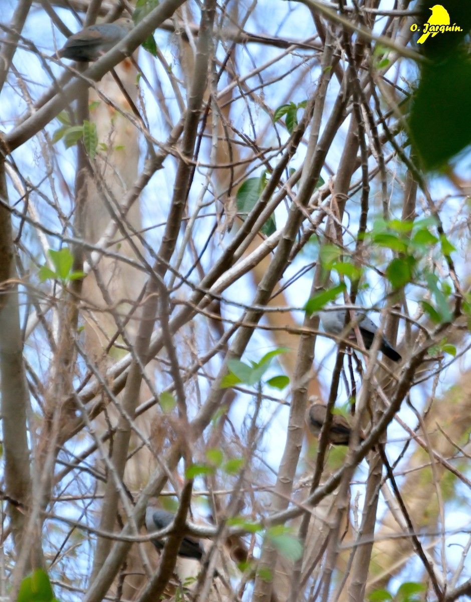 Blue Ground Dove - ML26441731