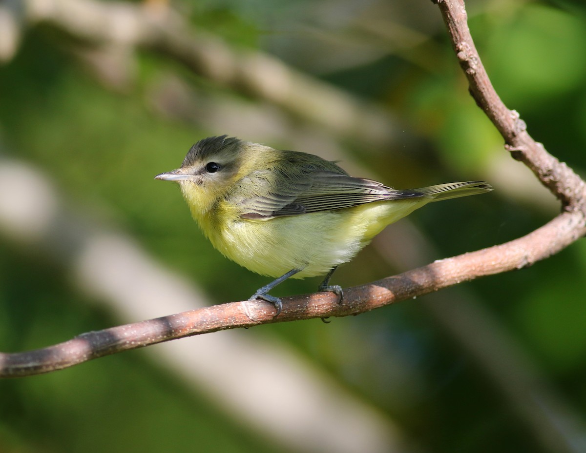 Philadelphia Vireo - ML264418561