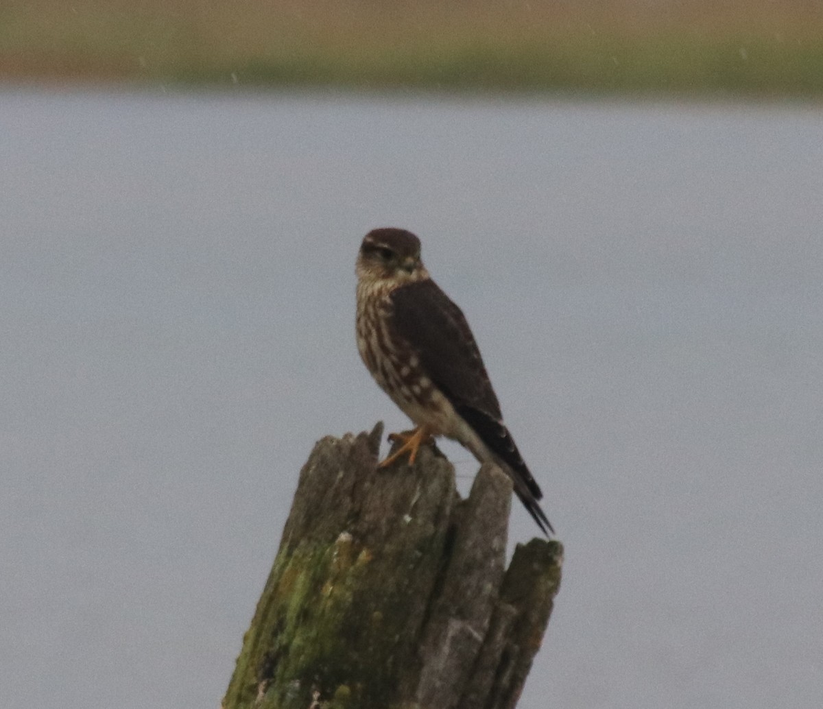 Merlin - ML264418571