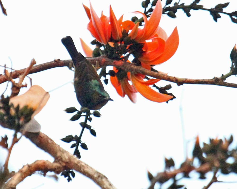 Brown-throated Sunbird - Martin Reid