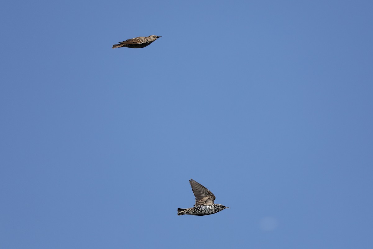 European Starling - Ross Gallardy