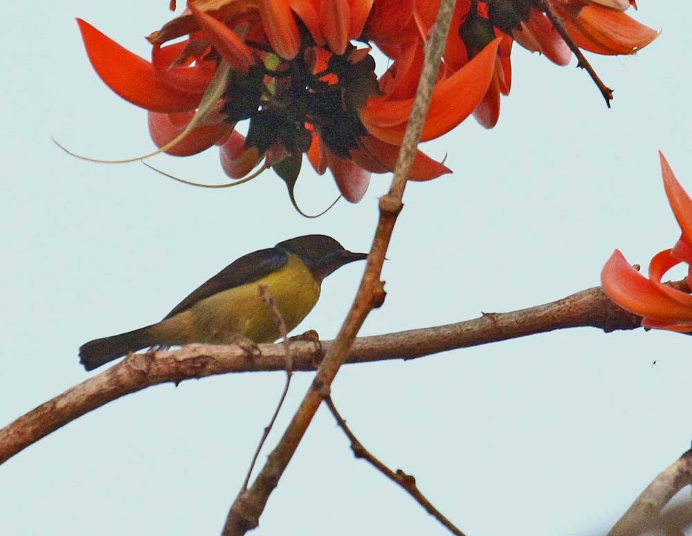 Brown-throated Sunbird - Martin Reid