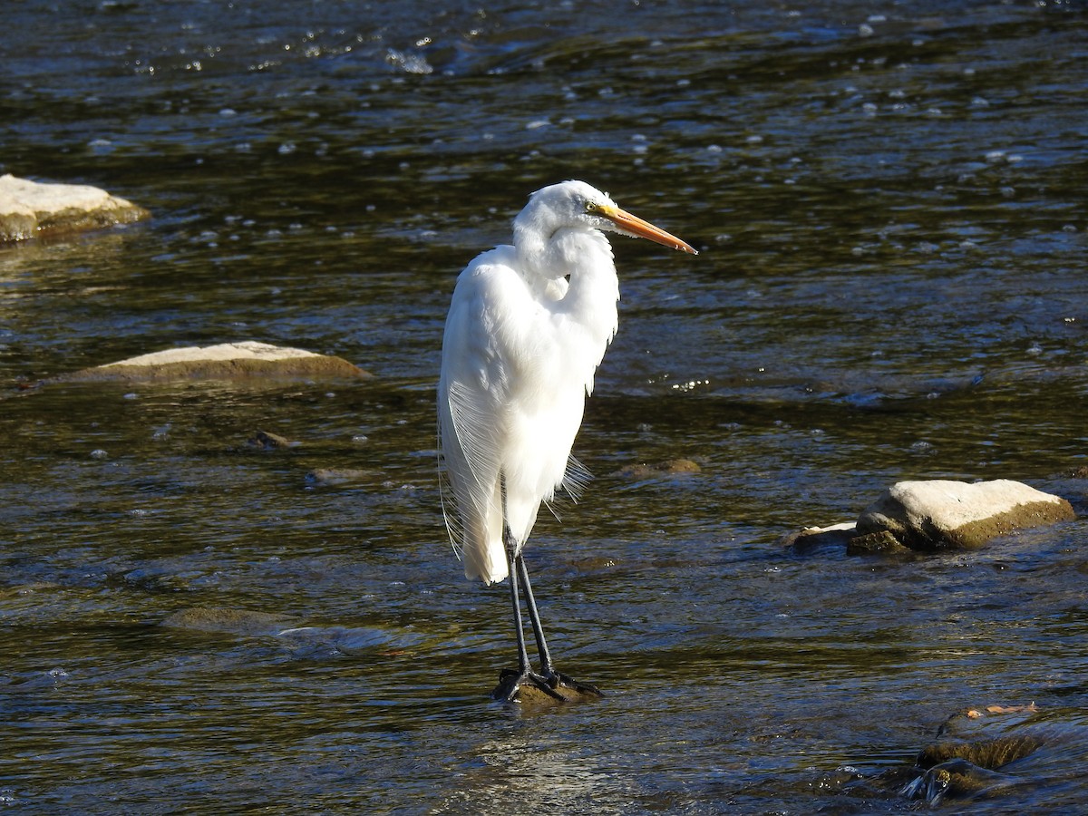 Great Egret - ML264422451