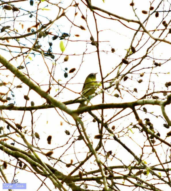 Yellow-olive Flatbill - Jorge Sosa