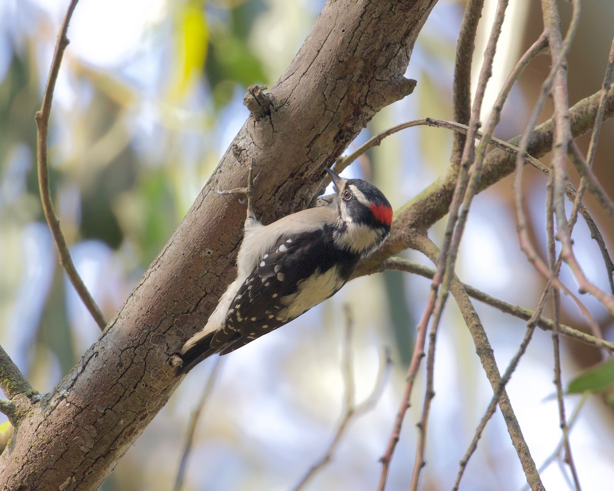 Downy Woodpecker - ML264423941