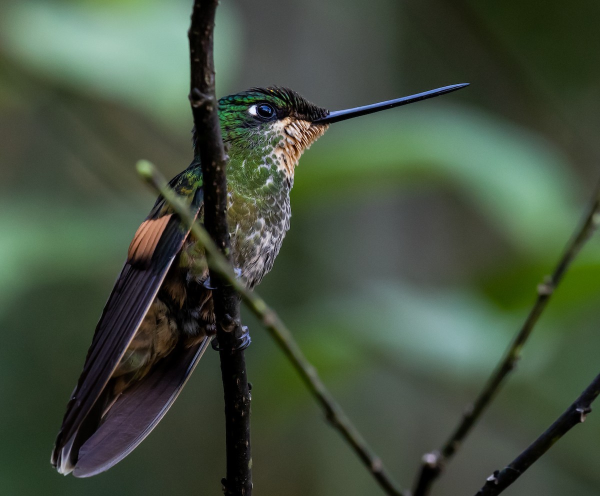 Perijákolibri - ML264426701