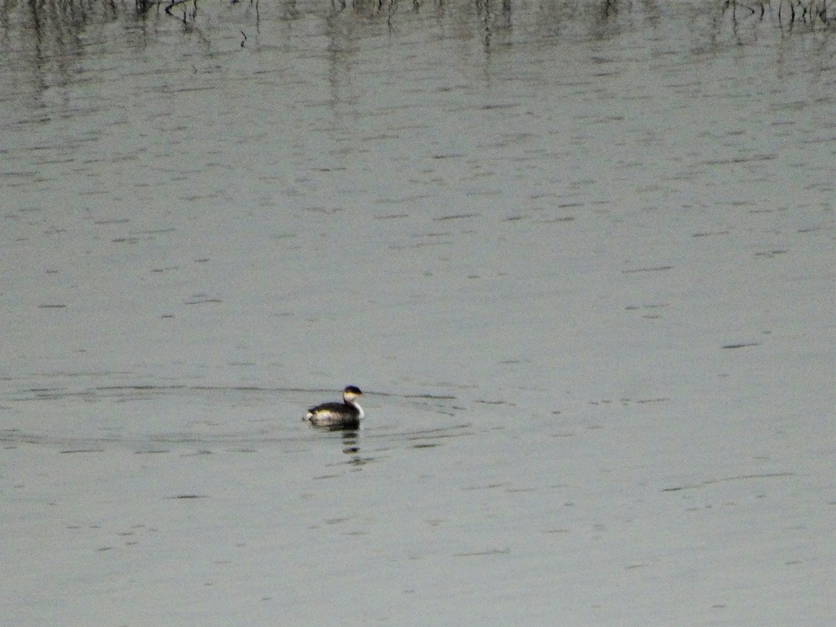 Horned Grebe - ML264431331