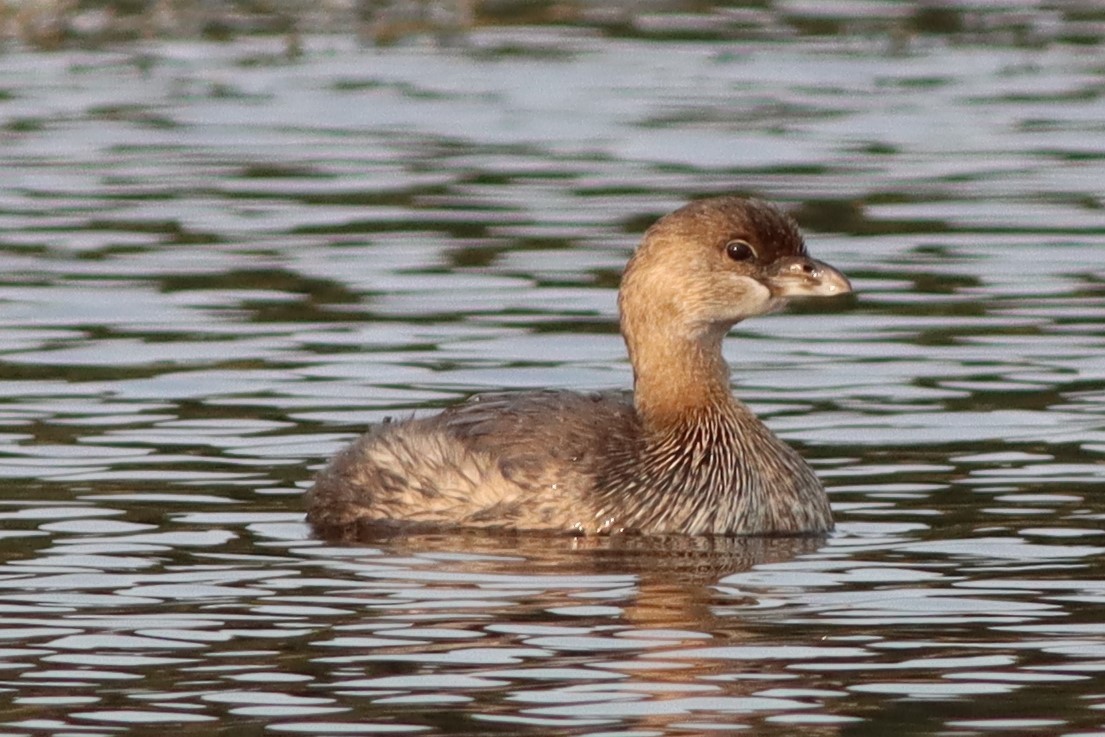 Pied-billed Grebe - Josh Abel